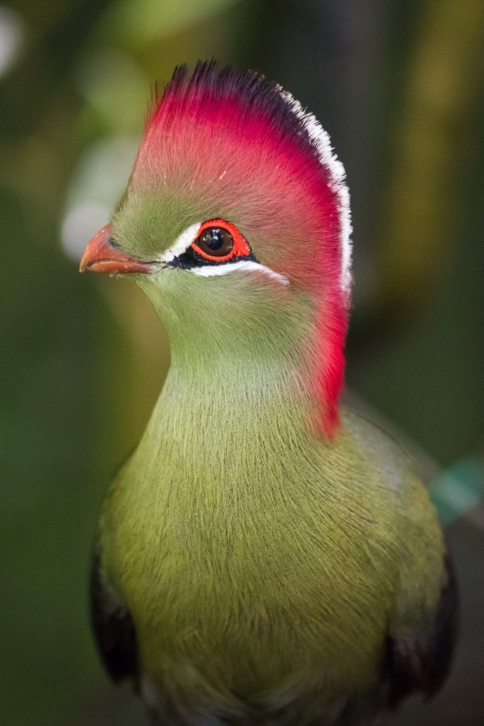 Красное черноя пиранга