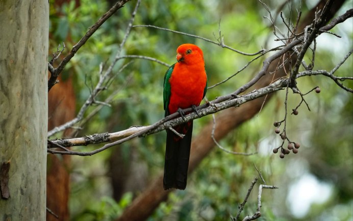 Красноголовая пиранга