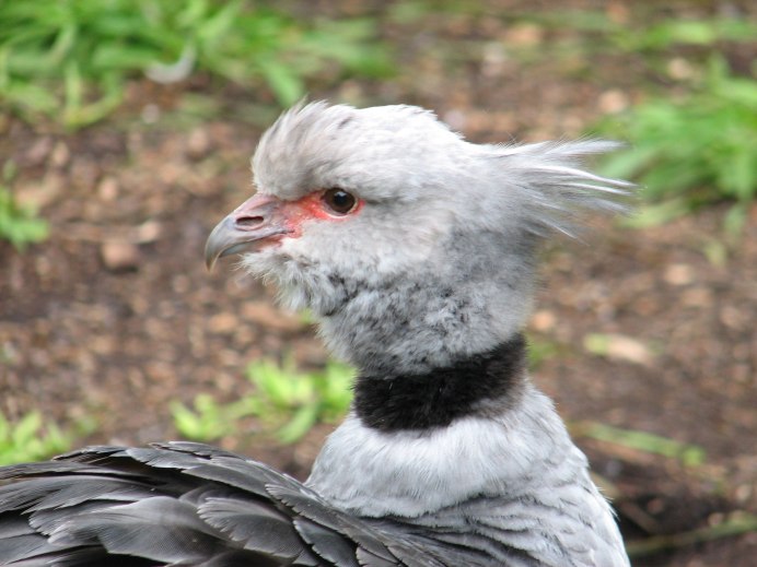 Ugly Bird