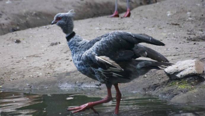 Чукотские бакланы