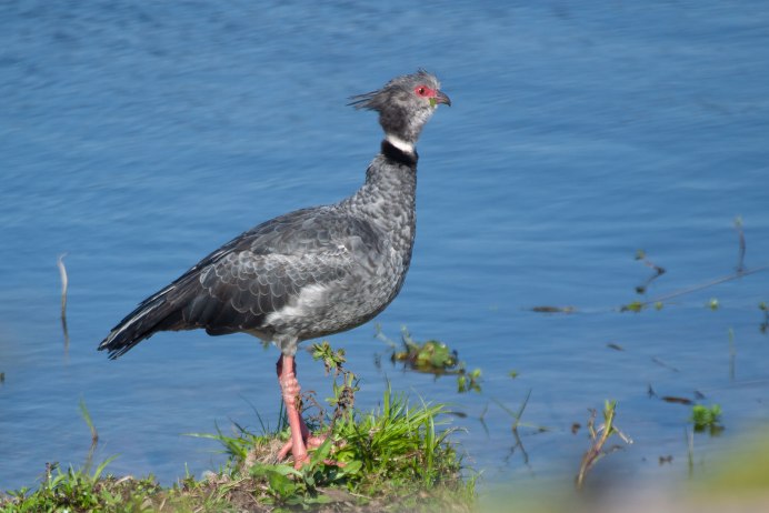 Паламедеи Anhimidae