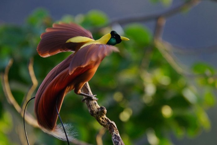 Красная Райская птица paradisaea rubra