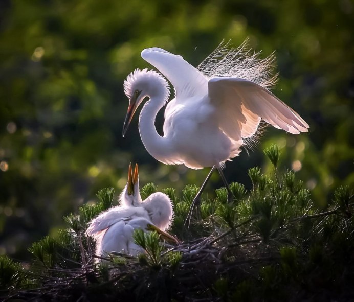 Природа птицы