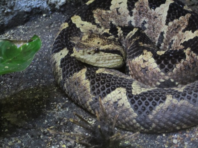 ГЛАДКОЗУБЫЕ змеи