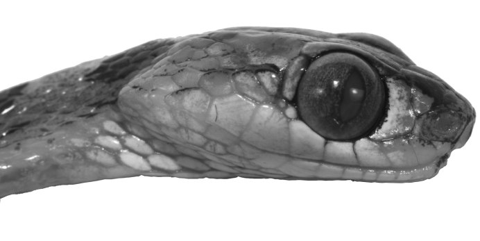 Сетчатый питон Королевская Кобра