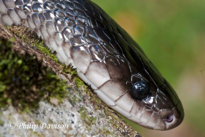 Змея Муссурана фото