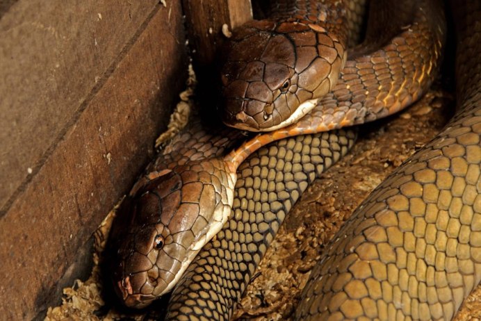 Королевская Кобра против мангуста