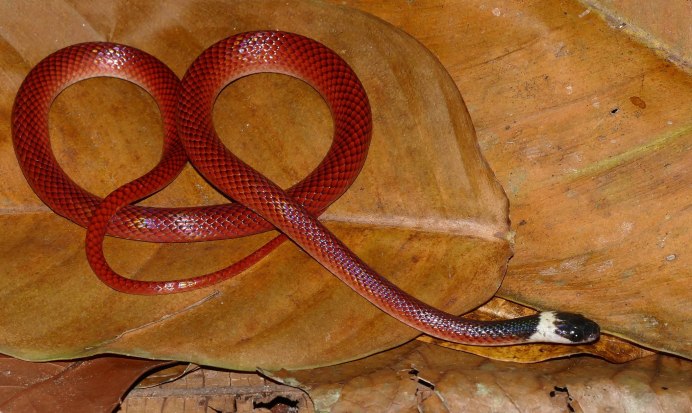 Муссурана против кобры