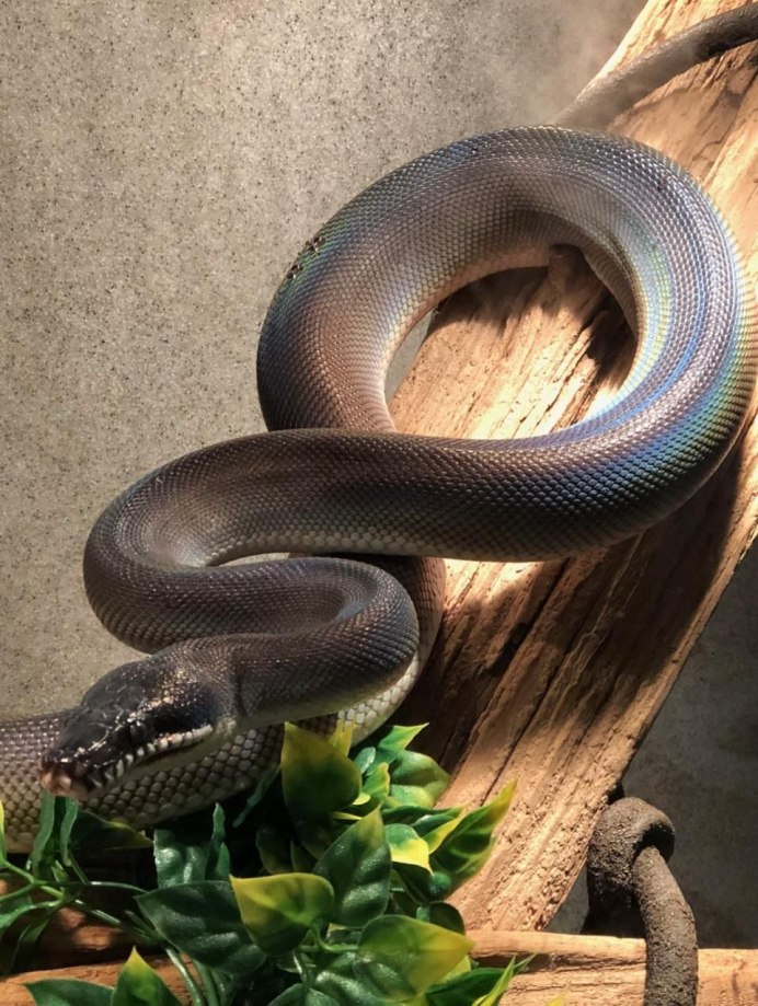 Змея Муссурана фото