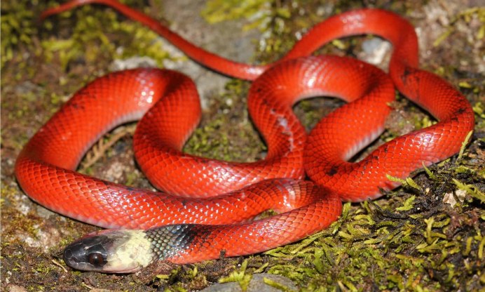 Королевская Кобра против анаконды