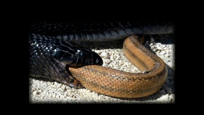 Черный полоз змея