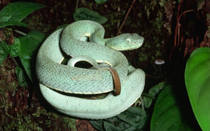 Gray rat Snake серая Крысиная змея