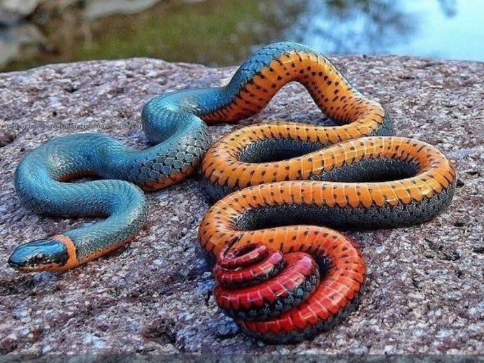 Черный Аспид змея