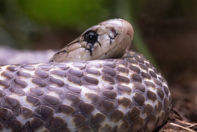 Зеленая гадюка