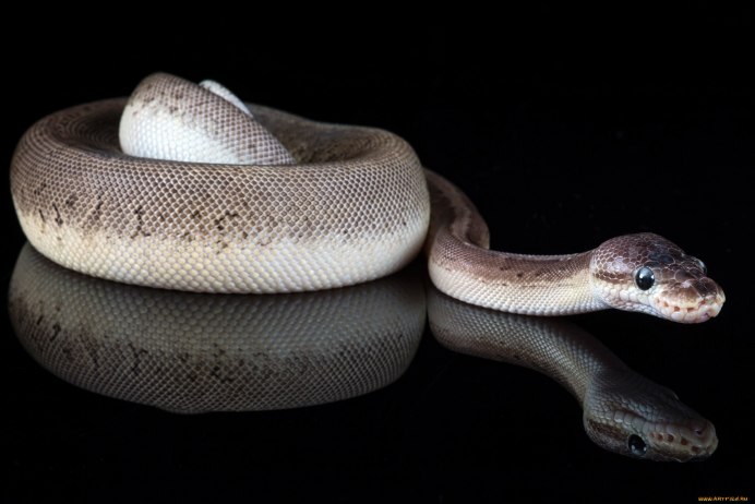 Питон анфас