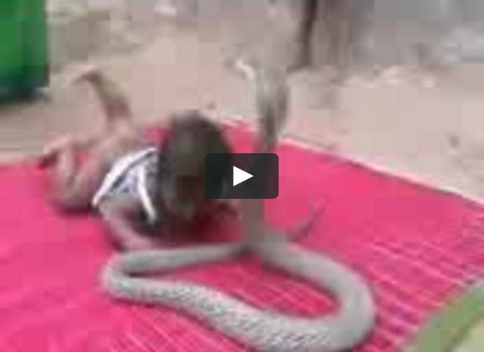 Муссурана змея