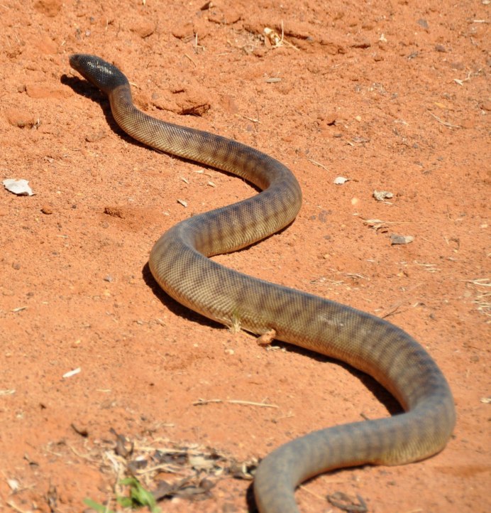 Краснобрюхий полоз