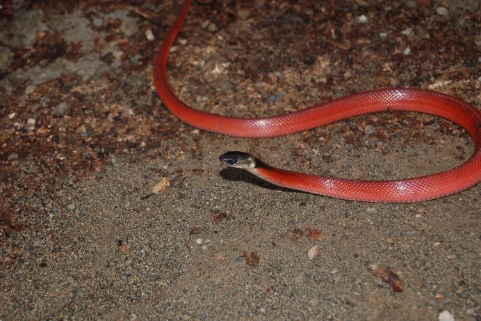 Черная Муссурана