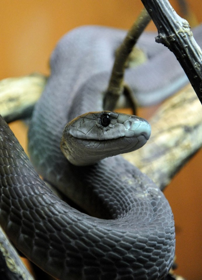 Блэк мамба змея