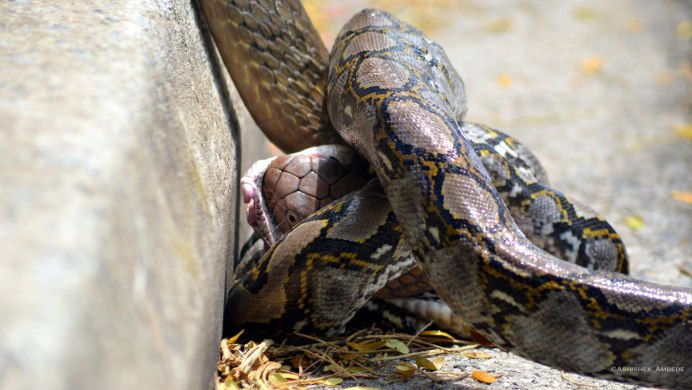 Чёрная мамба 3м