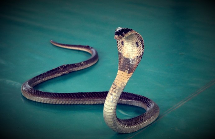 Ракушки змеиная голова