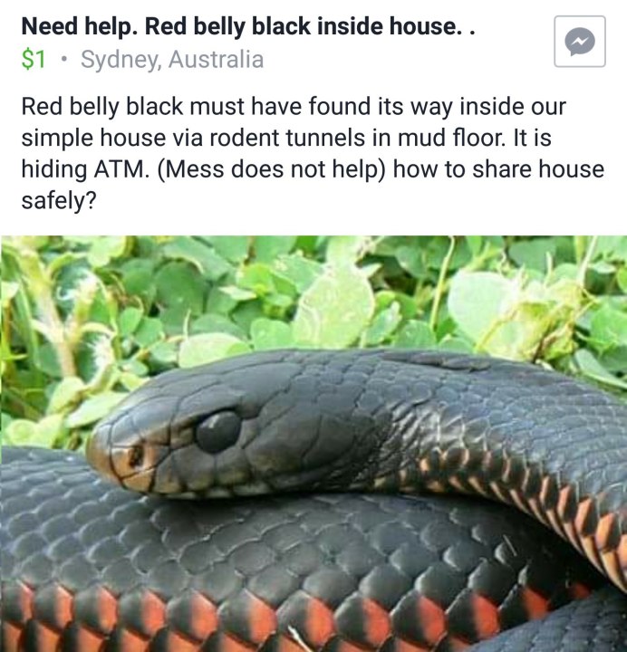 Королевская Кобра Индонезия