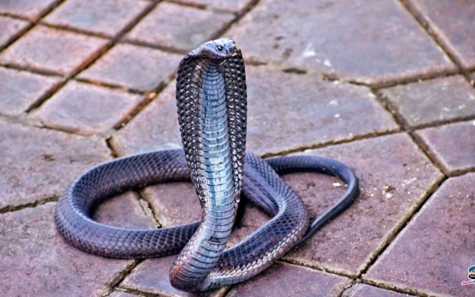 Королевская Кобра против гадюки