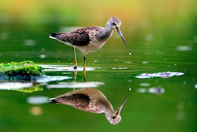 Птицы живущие возле воды