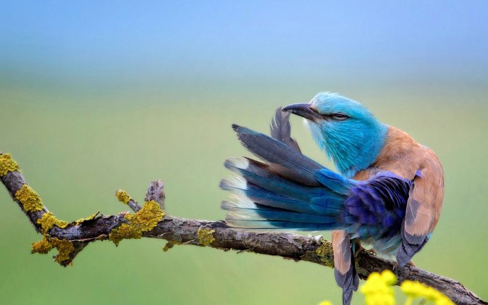 Природа птицы