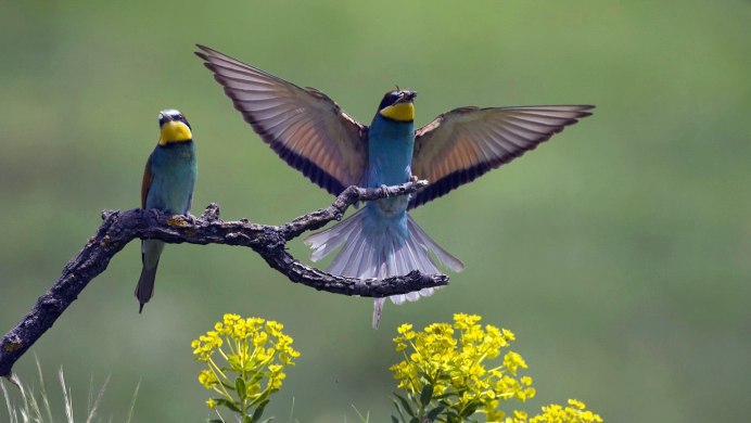 Природа птицы