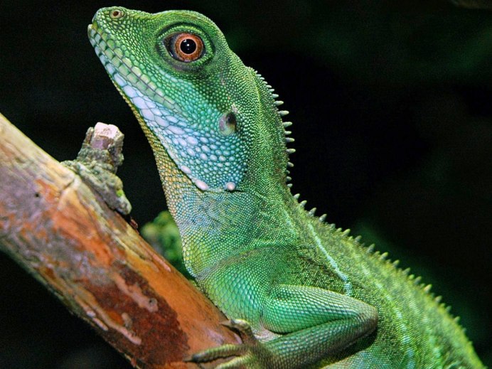 Physignathus cocincinus