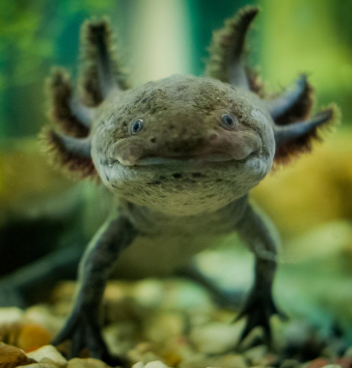 Австралийская водяная агама