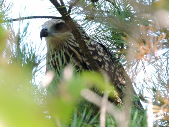 Red Kite