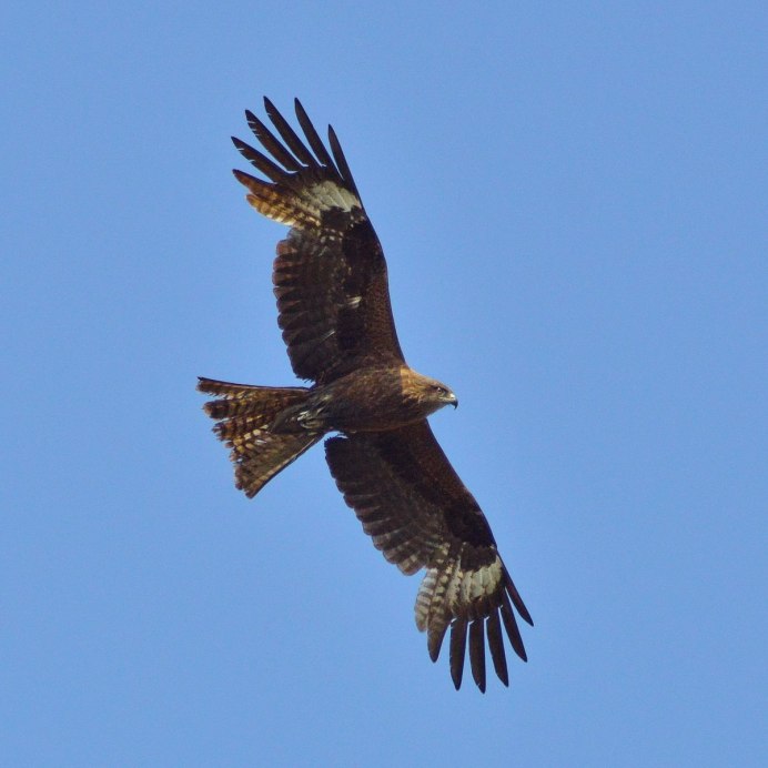 Черный Коршун Milvus Migrans