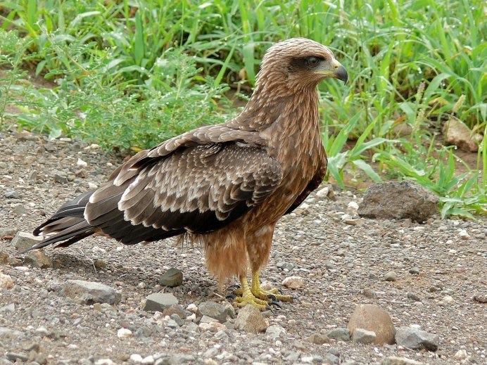 Black Kite Milvus Migrans