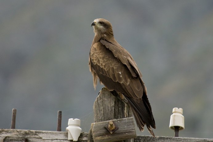 Черный Коршун Milvus Migrans