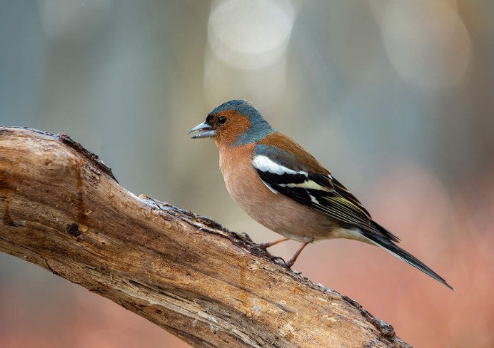 Зяблик рюмит