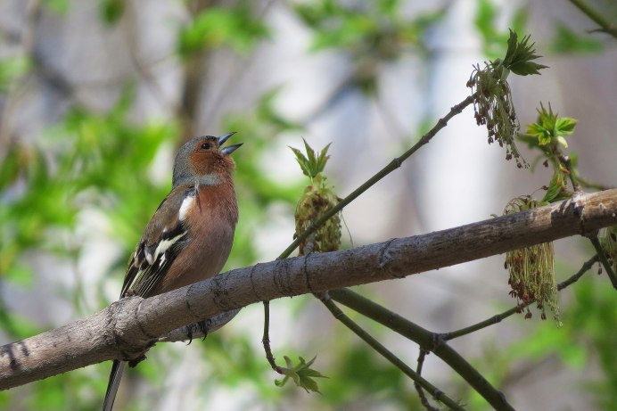 Зяблик ранней весной