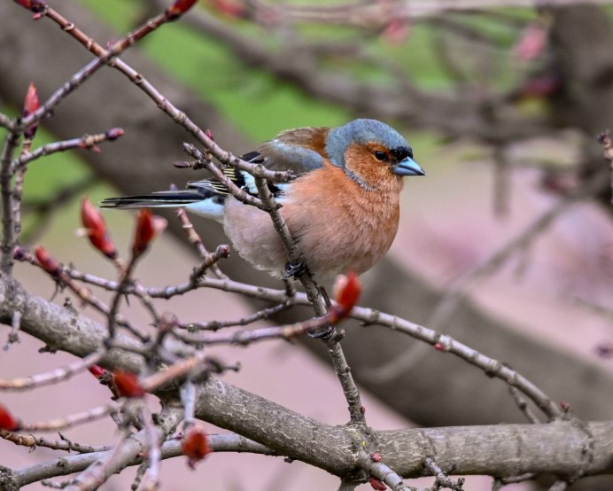 Зяблик в России