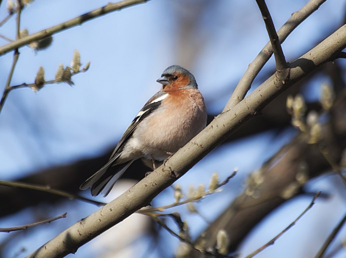 Птицы Москвы Зяблик