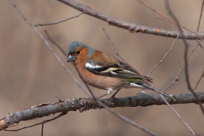 Гирканский Зяблик