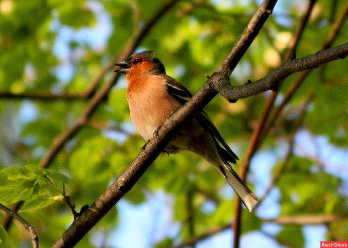 Зяблик Весна