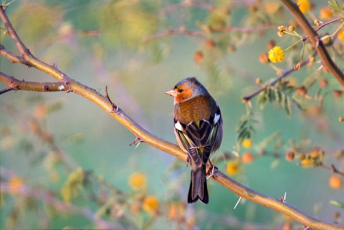 Зяблик перелетающие птицы?