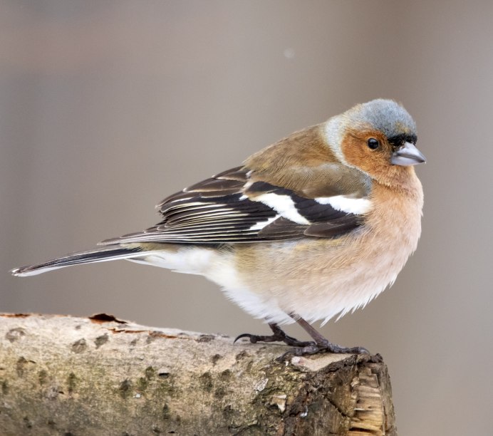 Цици и Зяблик