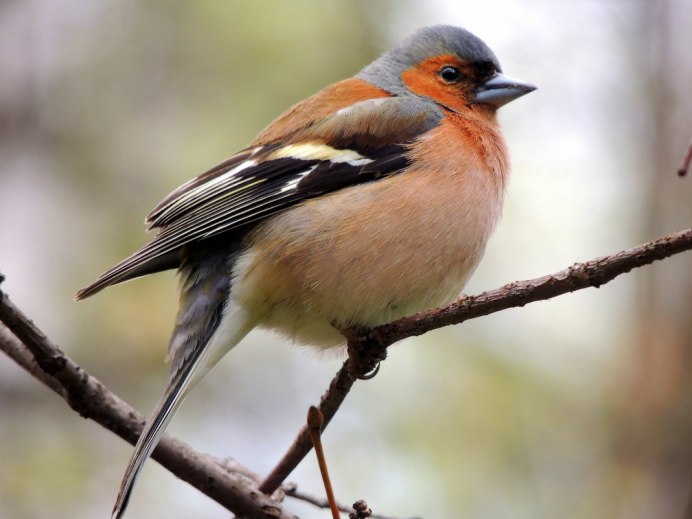 Вьюрковые Зяблик