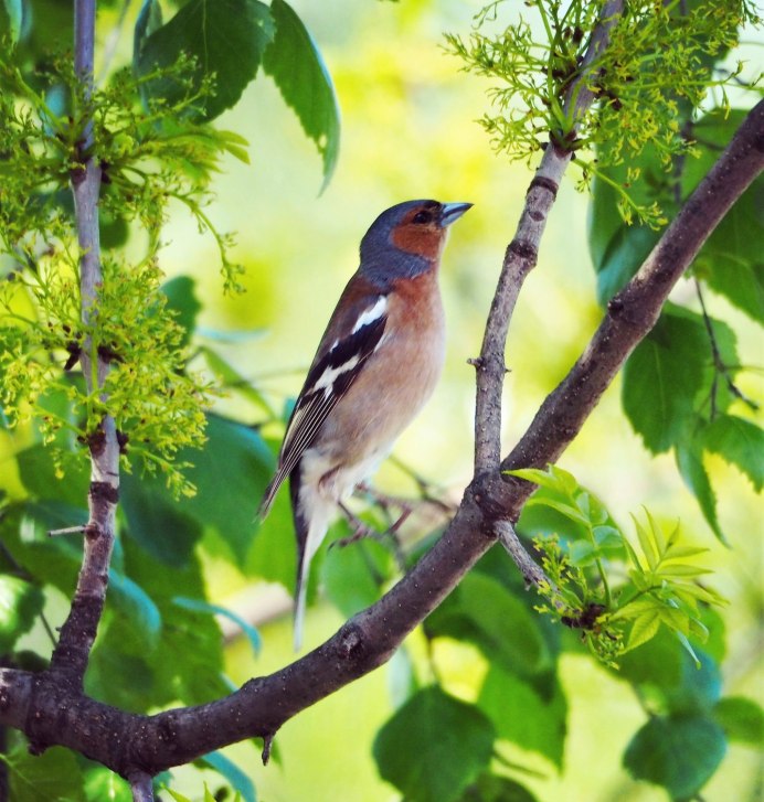 Вьюрковые Зяблик
