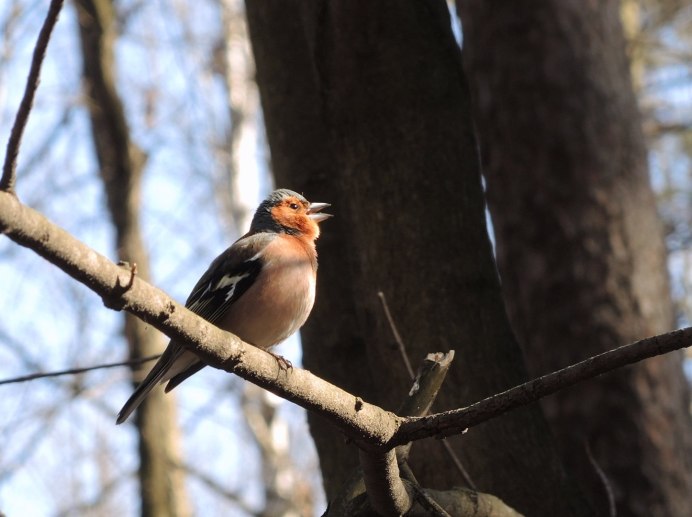 Гирканский Зяблик