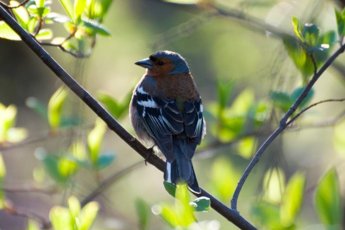 Зяблик Перелетная птица