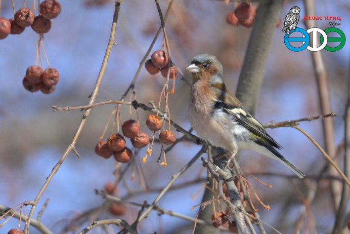 Измайловский парк Зяблик