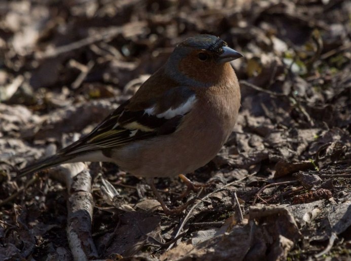 Зяблик (fringílla COÉLEBS)